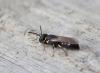 Hylaeus sp.